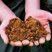 High angle close up of person holding hands full of brown fish meal.